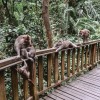 بازدید از جنگل میمون‌ها در منطقه اوبود بالی