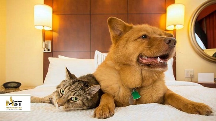 هتل‌های دوستدار حیوانات خانگی در کوالالامپور: قسمت دوم
