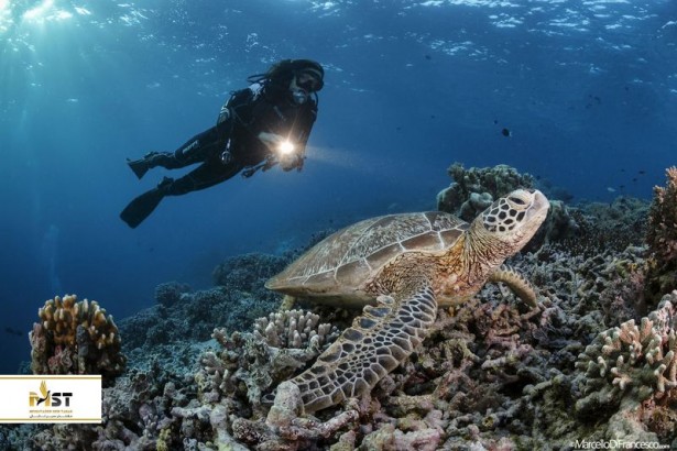 ۵ نقطه بسیار عالی برا غواصی در دنیای زیر آب مالزی