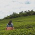 معروف‌ترین مزارع چای ویتنام