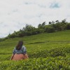 معروف‌ترین مزارع چای ویتنام