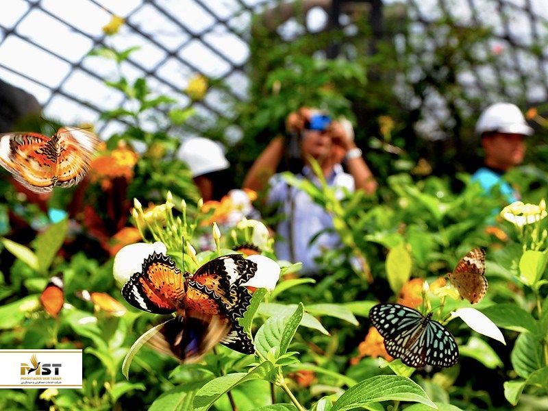 مزرعه‌ی پروانه‌ها در پنانگ مالزی