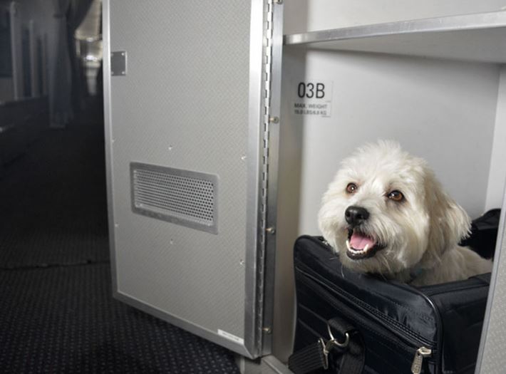  محدودیت برای حیوانات خانگی,قوانین ایرلاین ها حیوانات,سفر با حیوانات خانگی با هواپیما