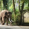 بازدید از پارک فیل‌های بالی