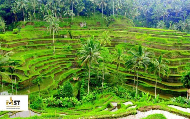 بازدید از بهترین تراس‌های برنج در بالی