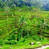 بازدید از بهترین تراس‌های برنج در بالی