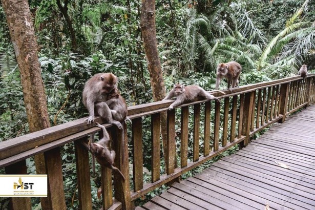 بازدید از جنگل میمون‌ها در منطقه اوبود بالی
