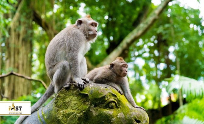 بازدید از جنگل میمون اوبود در بالی