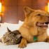 هتل‌های دوستدار حیوانات خانگی در کوالالامپور: قسمت دوم