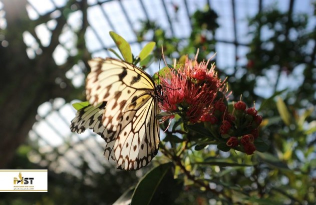  Entopia، دنیای شگفت‌انگیز پروانه‌ها در پنانگ