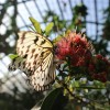  Entopia، دنیای شگفت‌انگیز پروانه‌ها در پنانگ