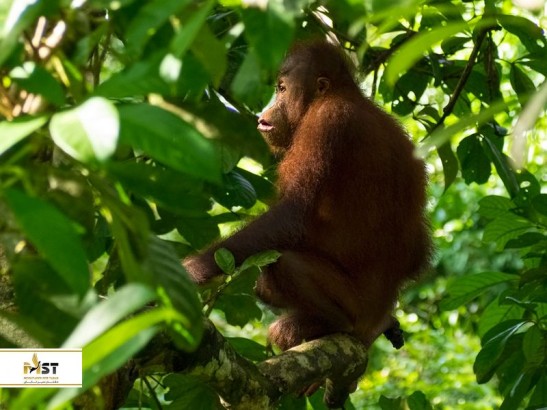 تماشای موجودات دوست داشتنی در مالزی