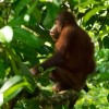 تماشای موجودات دوست داشتنی در مالزی