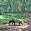 تور مالزی فرصتی برای بازدید از باغ‌وحش مالاکا و مزرعه کروکودیل‌ها