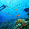 زیباترین نقاط فیلیپین برای غواصی در آب‌های بی‌کران اقیانوسی