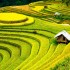 مزارع پلکانی برنج ویتنام