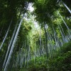 ۶ جنگل بامبو زیبا و استثنایی در چین