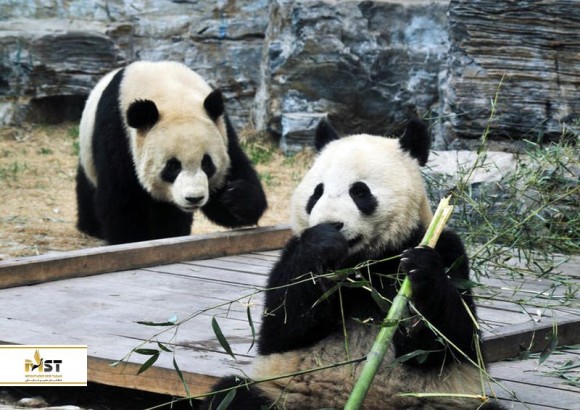 گردشی خانوادگی در باغ وحش پکن 