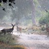 بازدید از پارک‌های ملی هند (بخش اول)