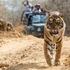 معرفی برترین و زیباترین پارک‌های ملی هند