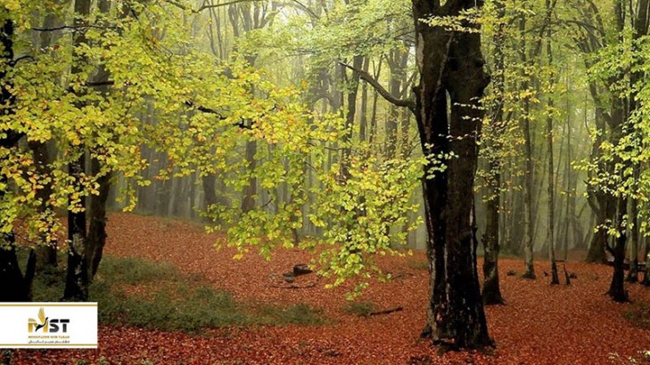 معرفی زیباترین جنگل‌های ایران