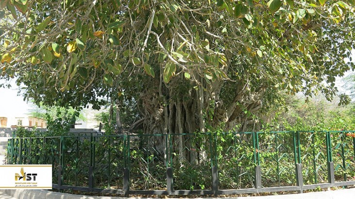 بازدید از درخت انجیر معابد در تور کیش