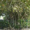 بازدید از درخت انجیر معابد در تور کیش