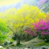 گشت و گذار در دره ارغوان در مشهد