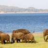 فیل‌ سواری در سریلانکا