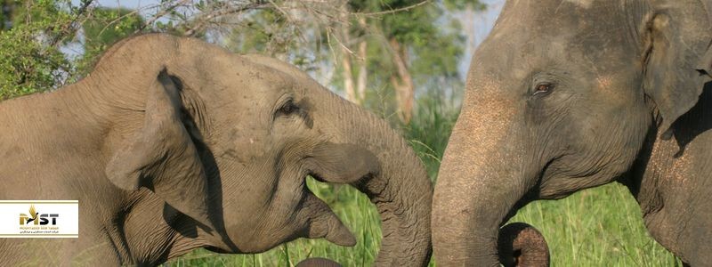 بهترین پارک‌های ملی سریلانکا؛ مکانی برای رویارویی با حیات وحش