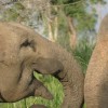 بهترین پارک‌های ملی سریلانکا؛ مکانی برای رویارویی با حیات وحش