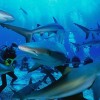 ۶ جزیره‌ی زیبای تایلند برای تجربه‌ی زیستن در دنیای زیر آب‌