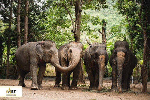 بازدید از پناهگاه فیل‌ها در پوکت