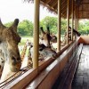 گشت و گذاری خاص در سافاری ورلد، هیجان‌انگیزترین پارک و باغ‌وحش تایلند