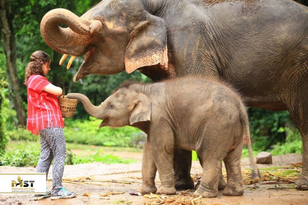 یک روز از عمرتان را با فیل‌های تایلند زندگی کنید تا برای همیشه عاشق‌شان شوید