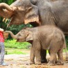 یک روز از عمرتان را با فیل‌های تایلند زندگی کنید تا برای همیشه عاشق‌شان شوید