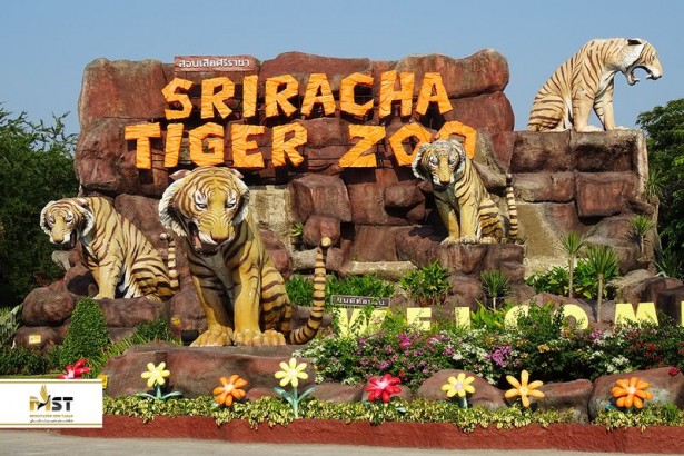 روزی فوق العاده در باغ وحش ببر سریراچا در پاتایا