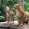 ۱۰ باغ وحش معروف استانبول