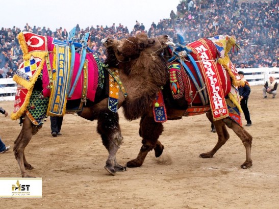 جشنواره کشتی شترها در کوش آداسی