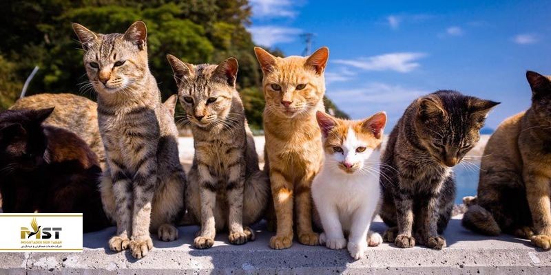جزیره گربه‌ها؛ جاذبه گردشگری ژاپن