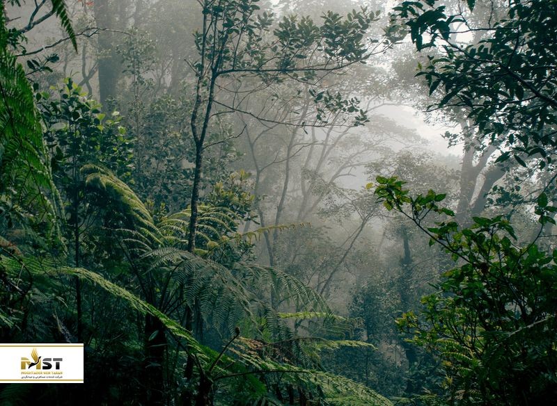 زیباترین جنگل‌های جهان را بشناسید مقتدر سیر