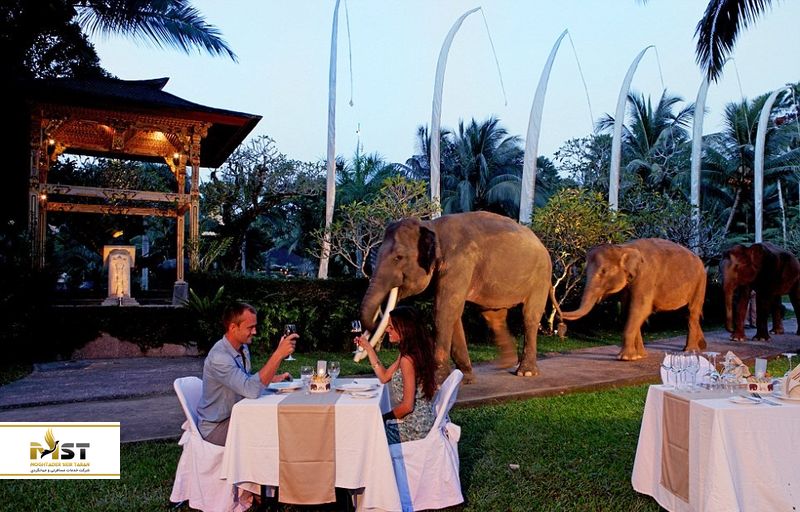 Elephant Safari Park & Lodge
