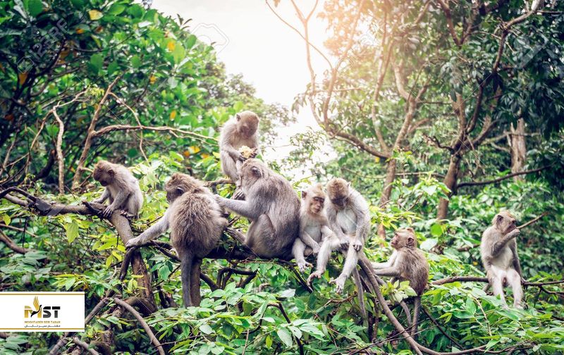 جنگل میمون‌ها