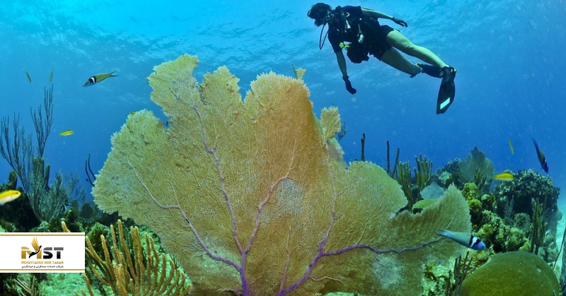 Langkawi Coral