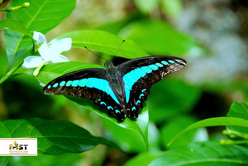 باغ پروانه در کوالالامپور