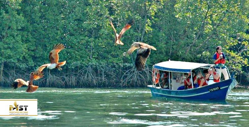 mangrove-tour