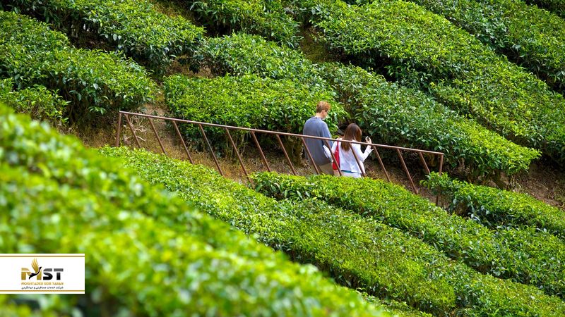 مزارع چای در مالزی