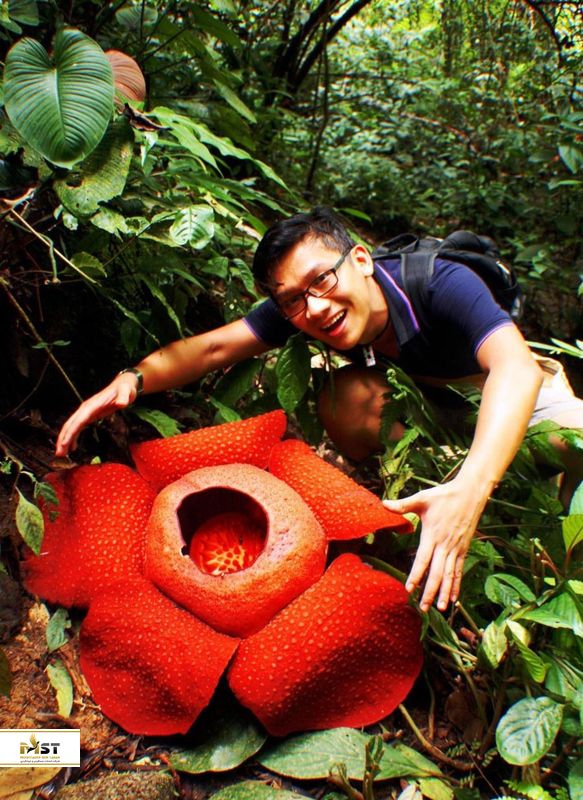 گل جسد در مالزی