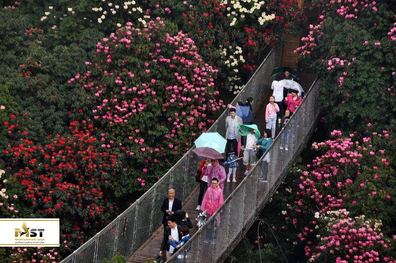 گل‌های آزالیا در چین