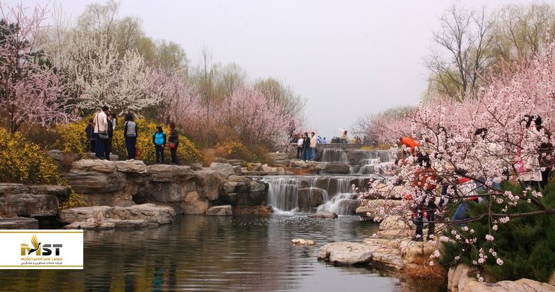 شکوفه درختان سیب در پکن